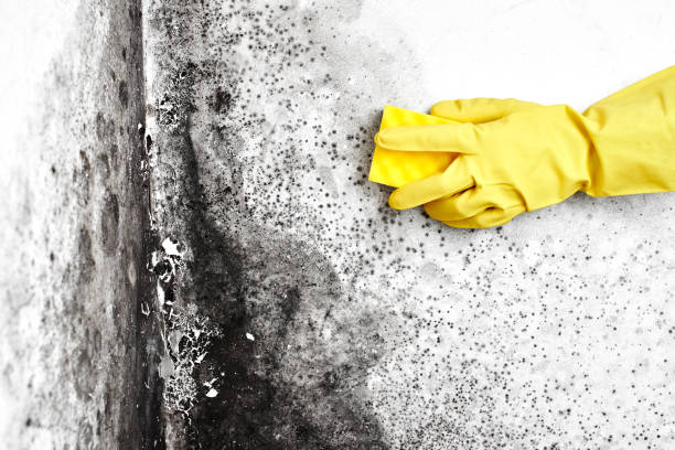 Best Commercial Mold Remediation in Pleasant Grove, UT