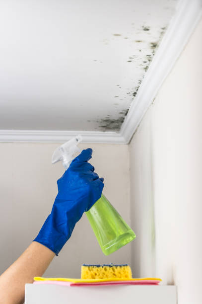 Best Basement Mold Remediation in Pleasant Grove, UT